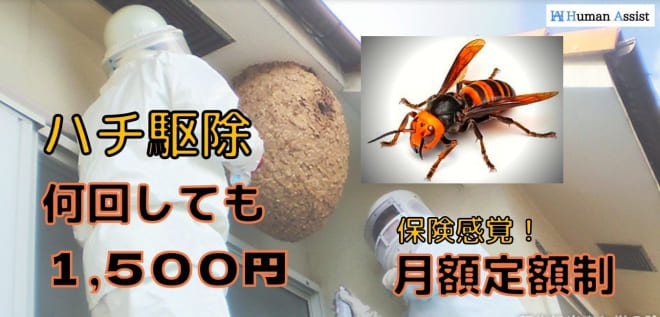 蜂駆除 蜂の巣駆除 蜂駆除茨城 蜂駆除埼玉 スズメバチ アシナガバチ ...